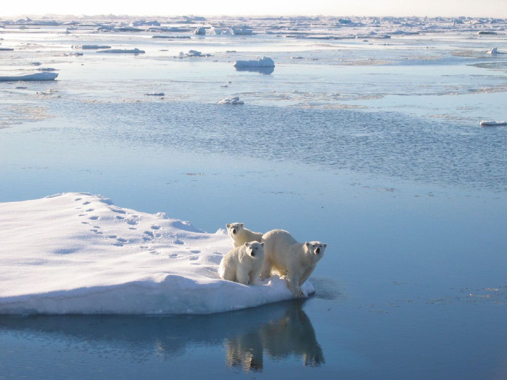 Polar Bear (Ursus maritimus) with cubs seen from the James Clark Ross.