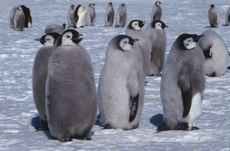 Emperor penguins chicks on the sea ice close to Halley Research Station on the Brunt Ice Shelf