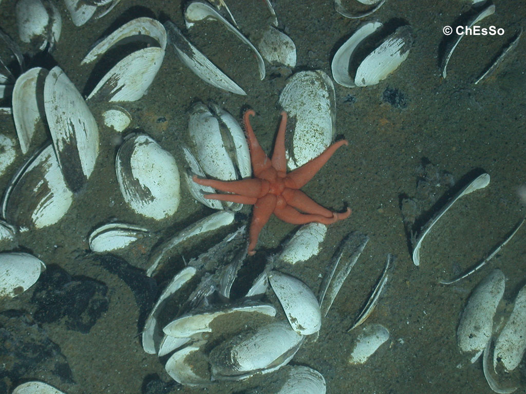 An 8 armed lone starfish on the East Scotia Ridge (Photo: ChEsSo)
