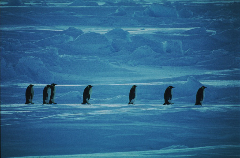 Emperor penguins crossing sea ice