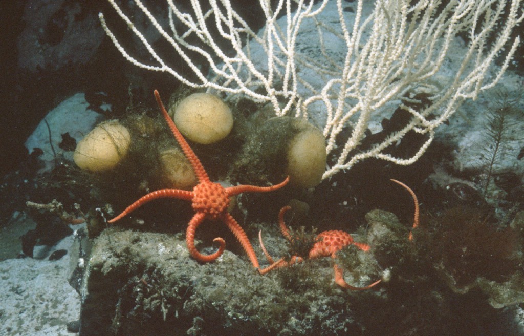 Brittlestars (Echinodermata, Ophiuroidea)