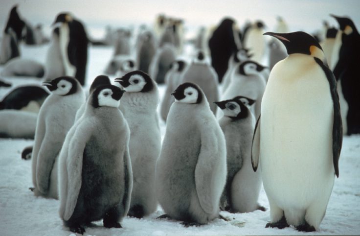 A close up of a penguin.