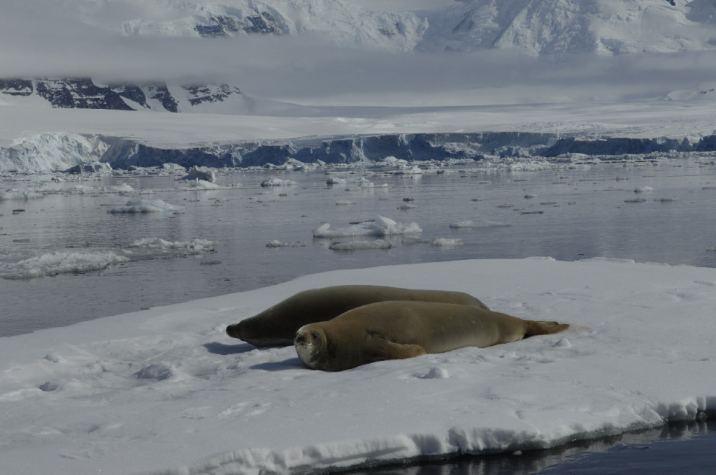 Crabeater Seals (Lobodon carcinophagus) on sea ice in Ryder Bay, near Rothera Research Station, Adelaide Island, Antarctica.