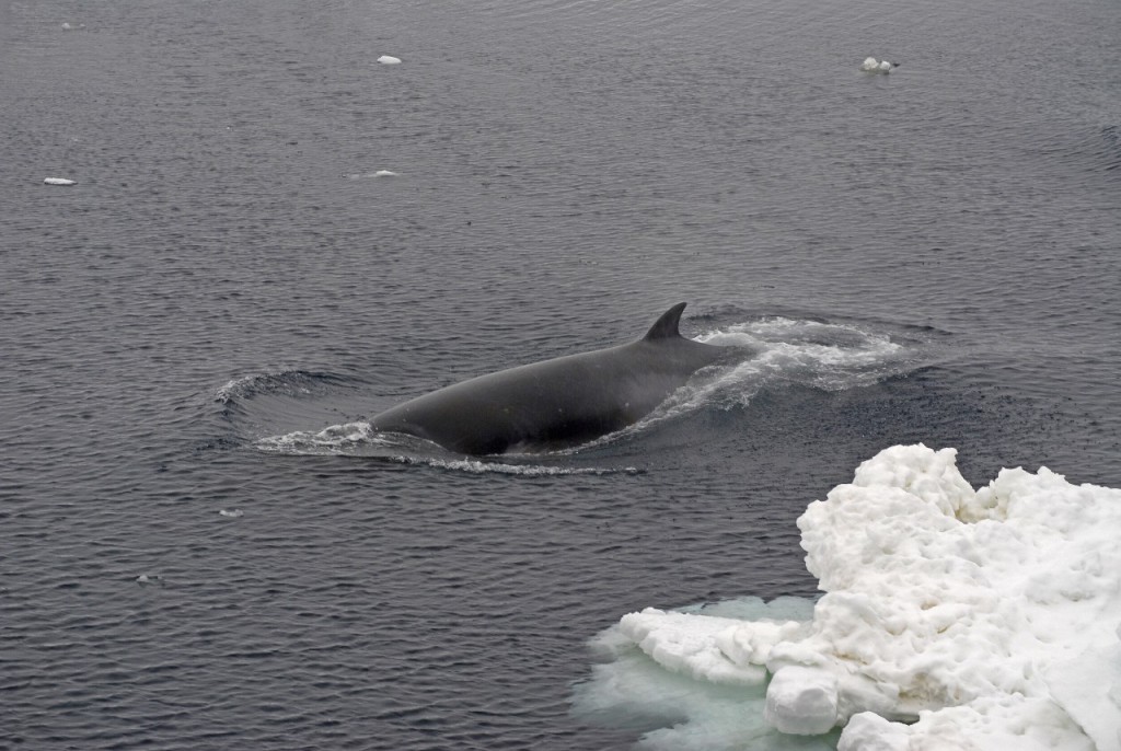 Minke whales (Balaenoptera acutorostrata) off RRS James Clark Ross on JR179 in the Amundsen Sea.