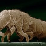 A close up of an animal.