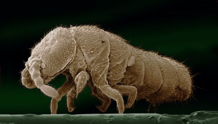 A close up of an animal.