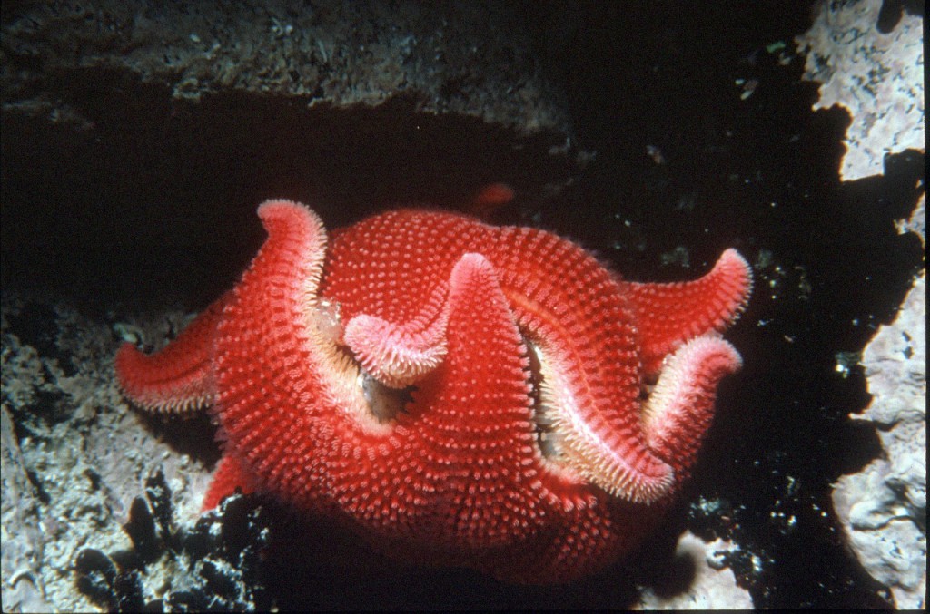 Odontaster validus, the common Antarctic seastar, abundant in the shallow shelf waters of Antarctica