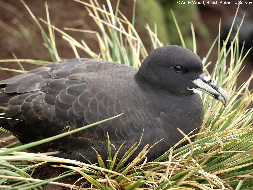 A bird sitting on grass.