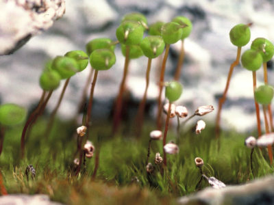 Herbarium British Antarctic Survey