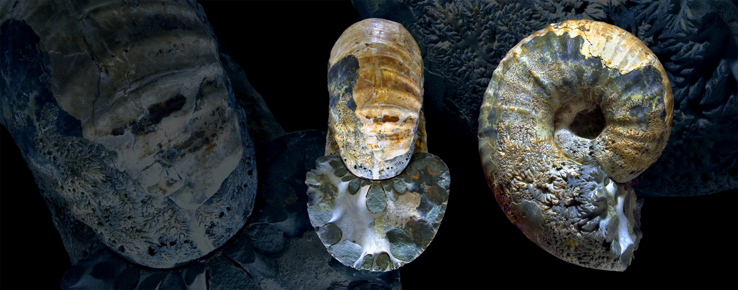 Different views of an ammonite fossil