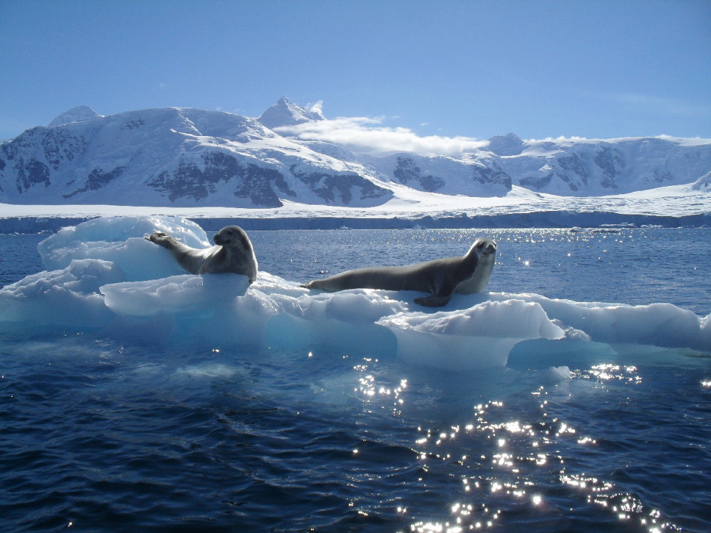 Seals are 'higher predators' in the Southern Ocean food chain