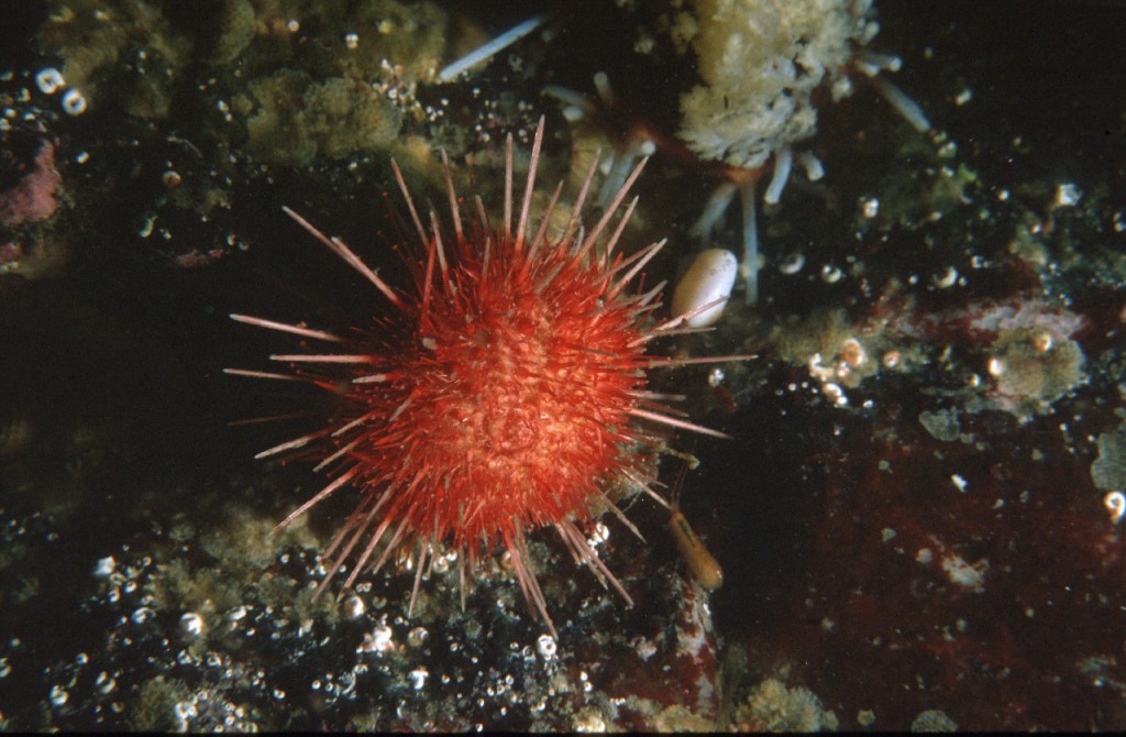 Sea urchin (Sterechinus neumayeri)