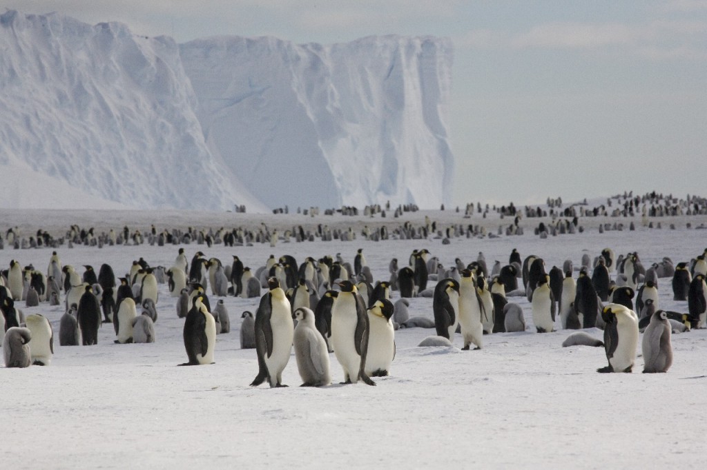 Emperor penguins (Aptenodytes forsteri) on the sea ice close to Halley Research Station on the Brunt Ice Shelf. 