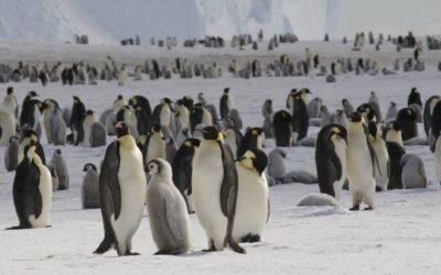 Emperor penguins (Aptenodytes forsteri) on the sea ice close to Halley Research Station on the Brunt Ice Shelf.