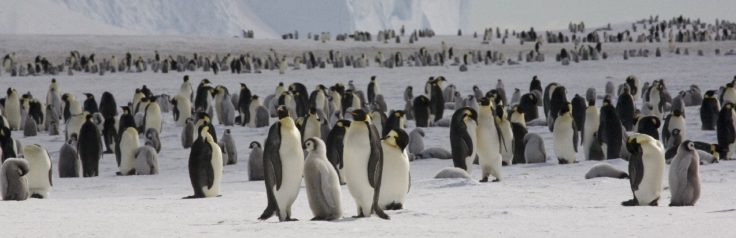 Emperor penguins (Aptenodytes forsteri) on the sea ice close to Halley Research Station on the Brunt Ice Shelf.