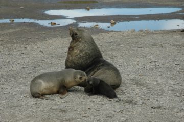 A seal on a beach near a body of water.