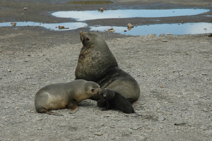 A seal on a beach near a body of water.