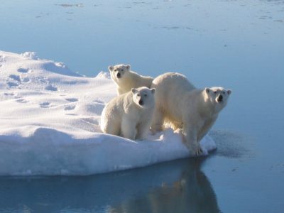 Three polar bears on the edge of a small iceberg