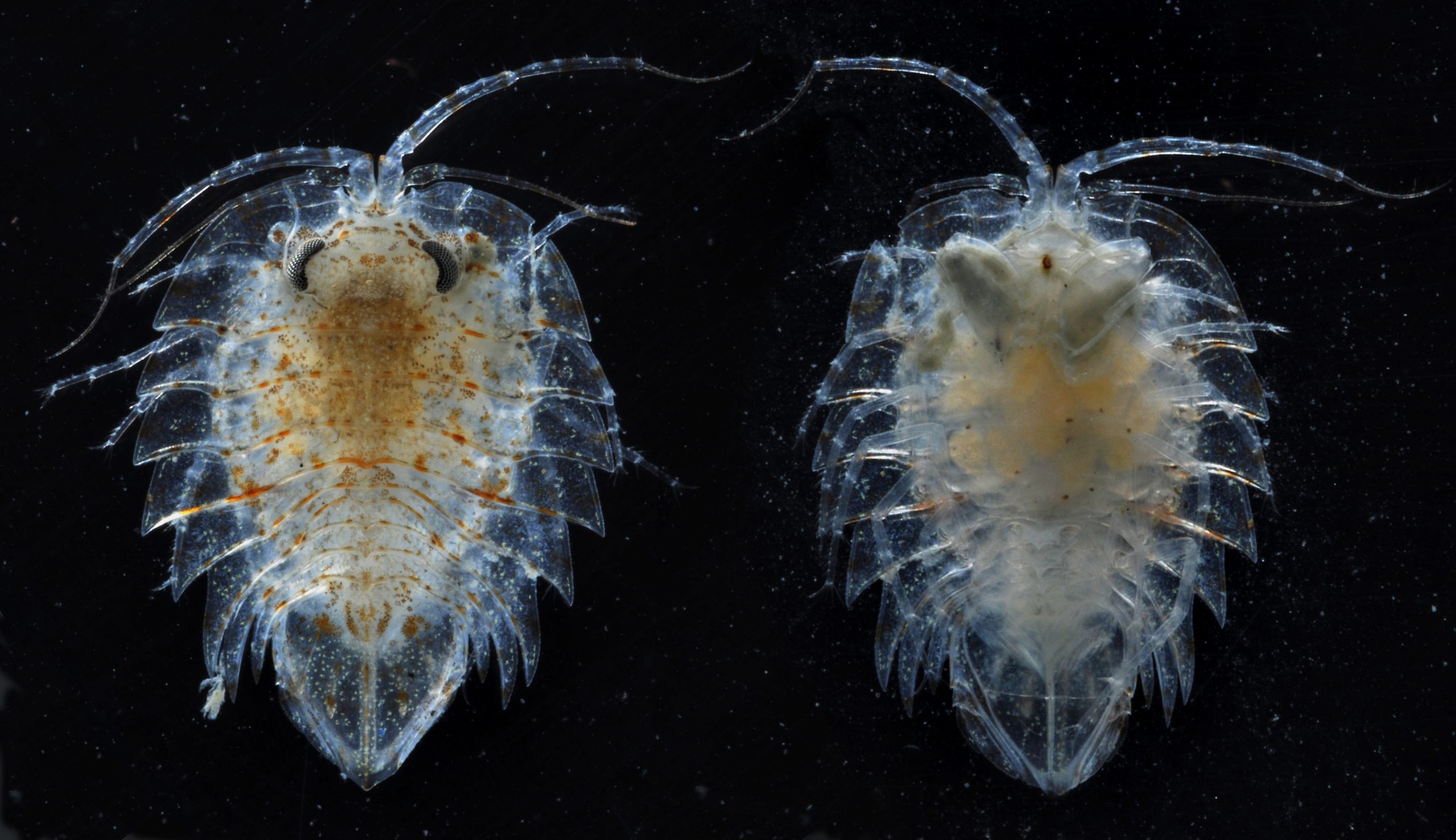 A close up of an animal.