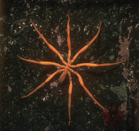 Sea Spider1