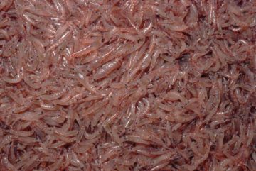 A close up of a coral.