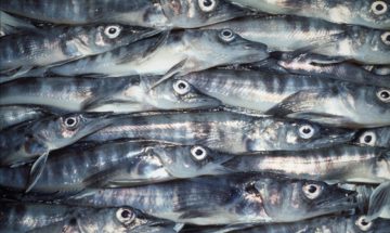 A close up of a fish.