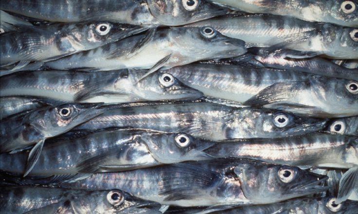 A close up of a fish.