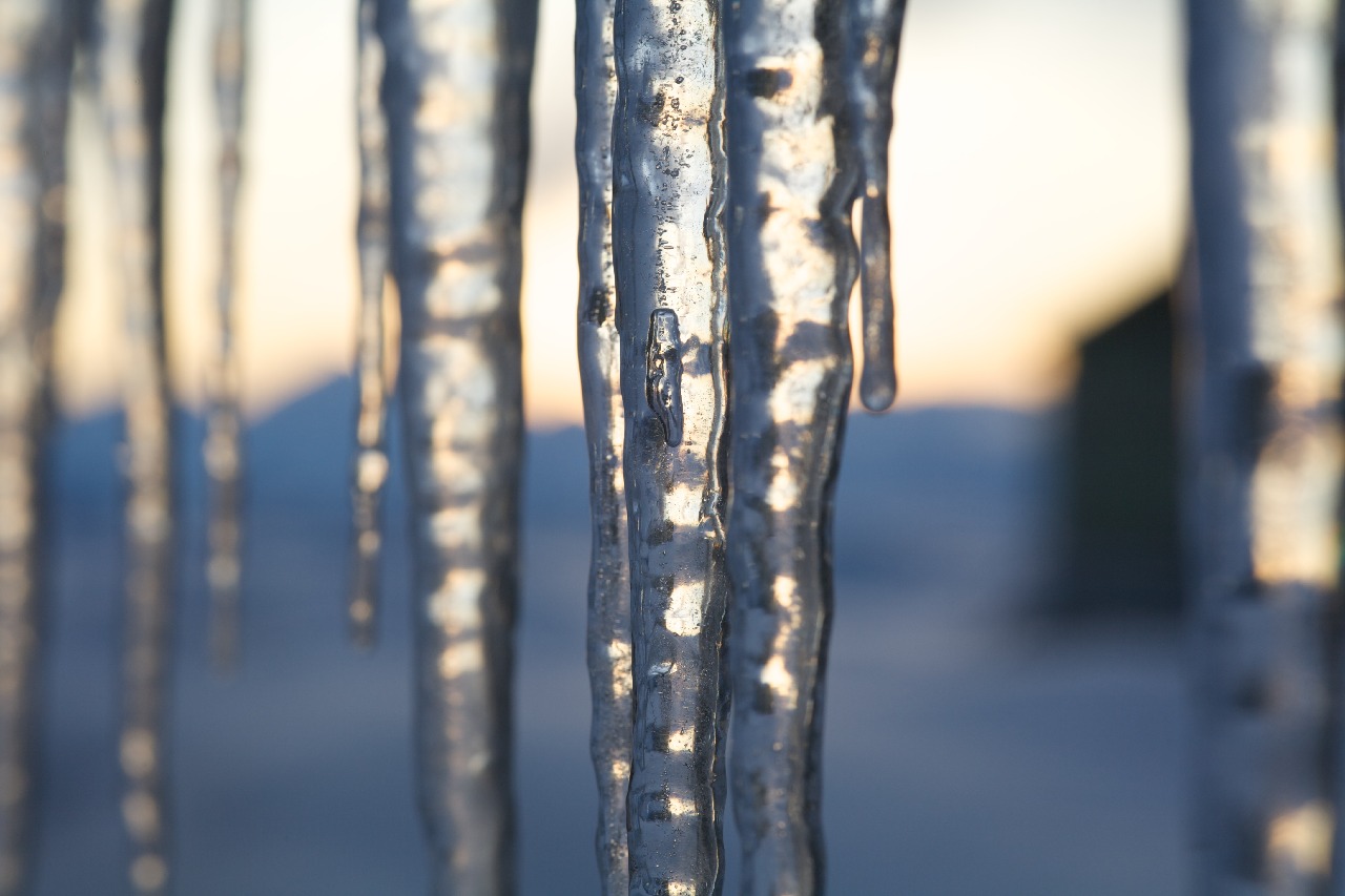 A close up of a plant.