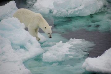 A polar bear in the snow.