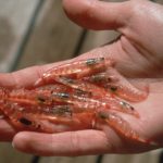 Krill are at the lower end of the Southern Ocean food chain