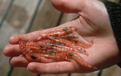 Krill are at the lower end of the Southern Ocean food chain