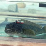 A fish with a radio tracker attached