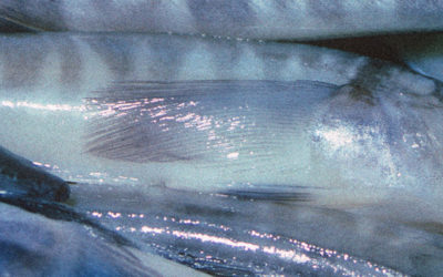 Ice Fish (Champsocephalus gunnari) Ice Fish is particularly famous as it is the only vertebrate that completely lacks haemoglobin (red blood cells) in its blood.