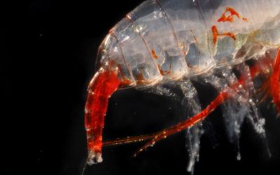 A copepod (an adult female Calanus propinquus) from the water column above the Bellingshausen Sea continental shelf. Copepods are one of the most numerous animals on earth and are very important as both primary consumers and prey in the Southern Ocean.