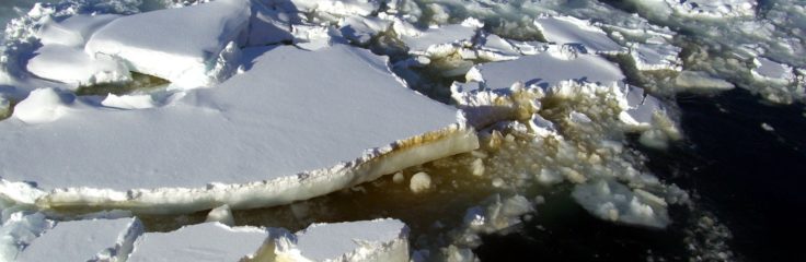 Algal layer in sea-ice