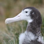 Wandering Albatross chick on Bird Island