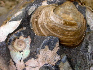 Ammonites (preserved with original aragonitic shell) and Lahillia bivalve, Cretaceous–Paleogene transition, Seymour Island, Antarctica.