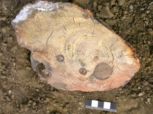 Paleocene fossil wood with annual growth rings, Seymour Island, Antarctica. [V. Bowman]