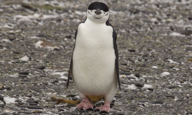 Chinstrap penguin in Main Bay, Bird Island