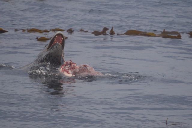Leopard seal eating a fur seal