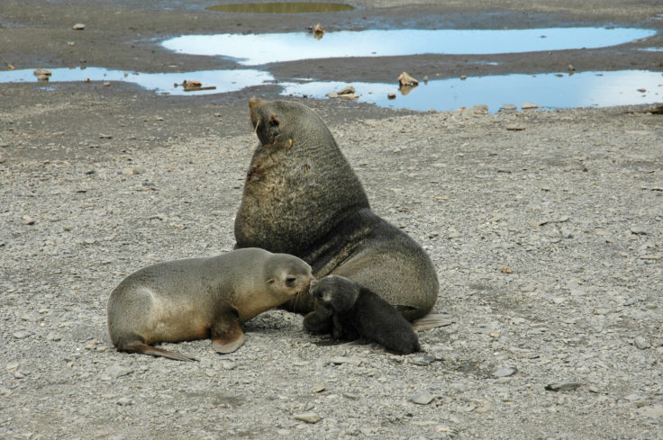 Happy families