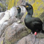 A bird sitting on a rock.
