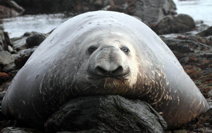 Elephant seal - a funny face amongst the flab! (Siân Tarrant)