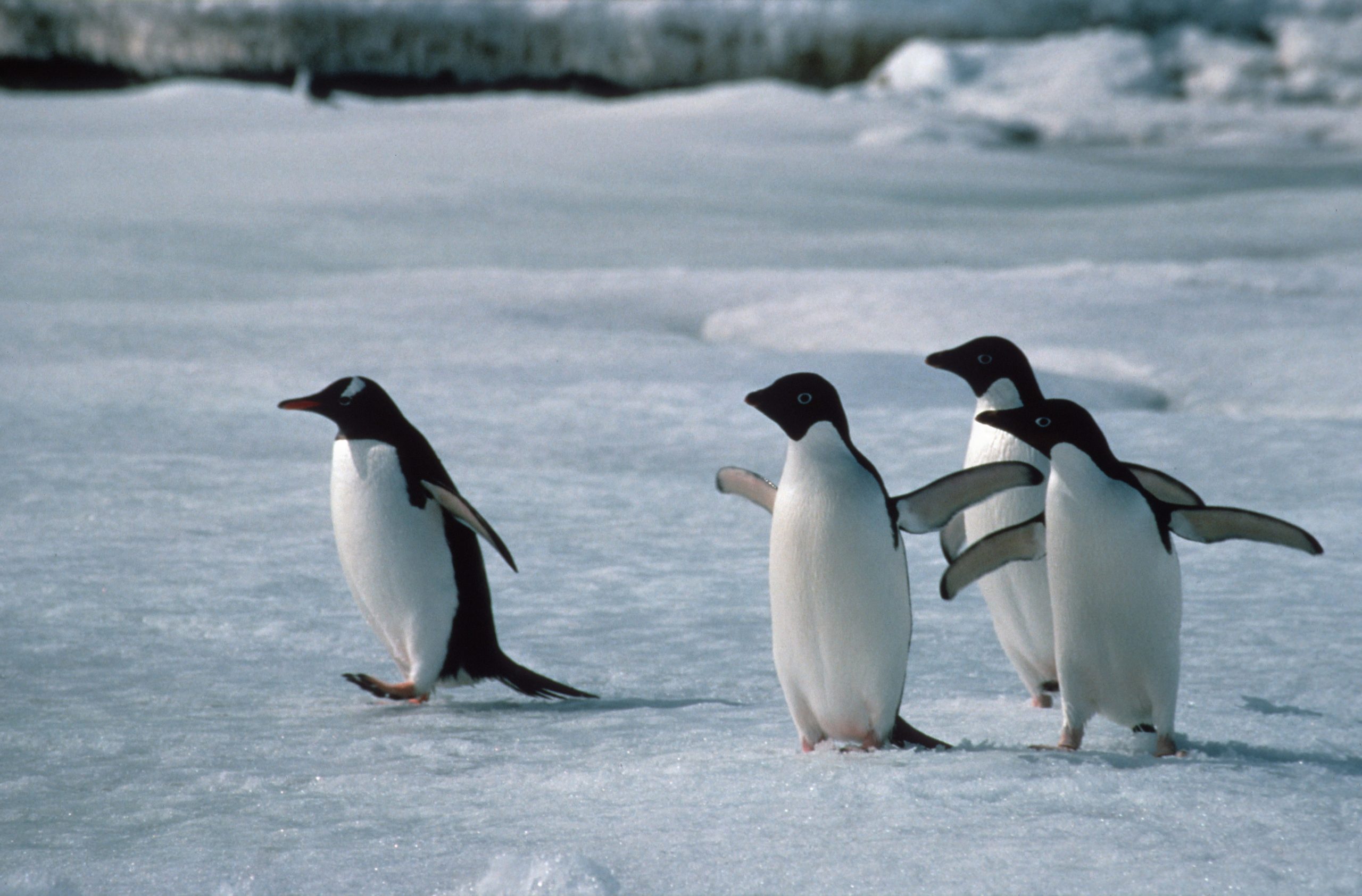 A penguin standing on top of a body of water.