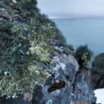 A close up of a rock next to water.