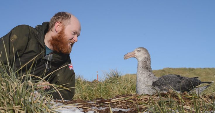 Alastair Wilson chats to a giant petrel friend – needs must and all that when conversation with human friends dries up! (Alastair Wilson)