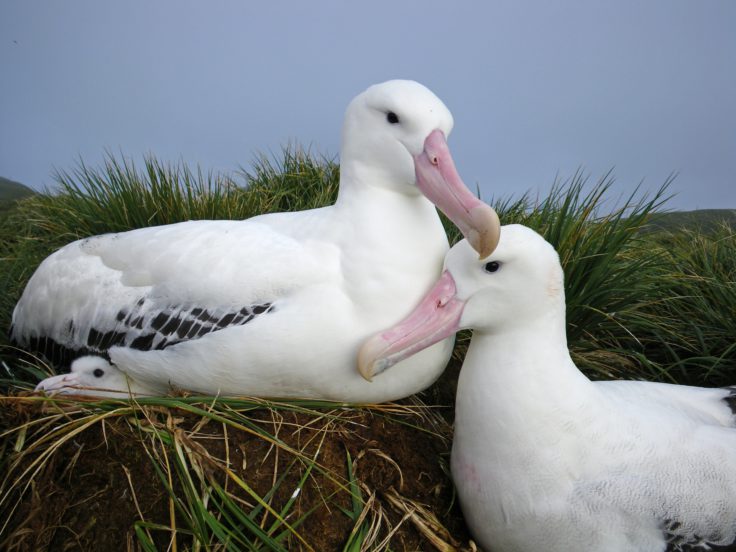 Albatross