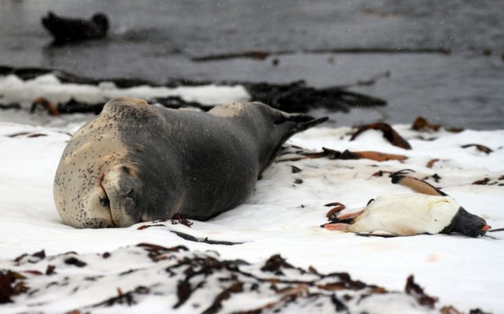 Leopard seal on Bird Island takes a nap next to the penguin he has caught