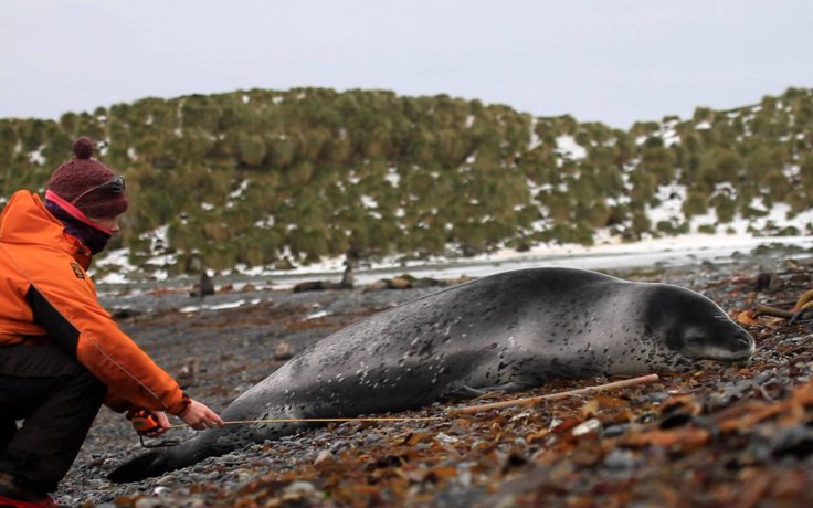 Measuring an elephant seal on Bird Island (Sian Tarrant)
