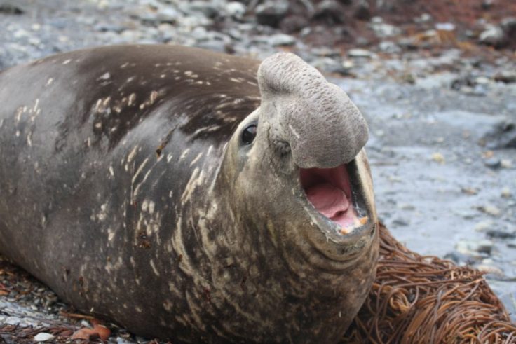 Male Elephant seal bellowing on Bird Island